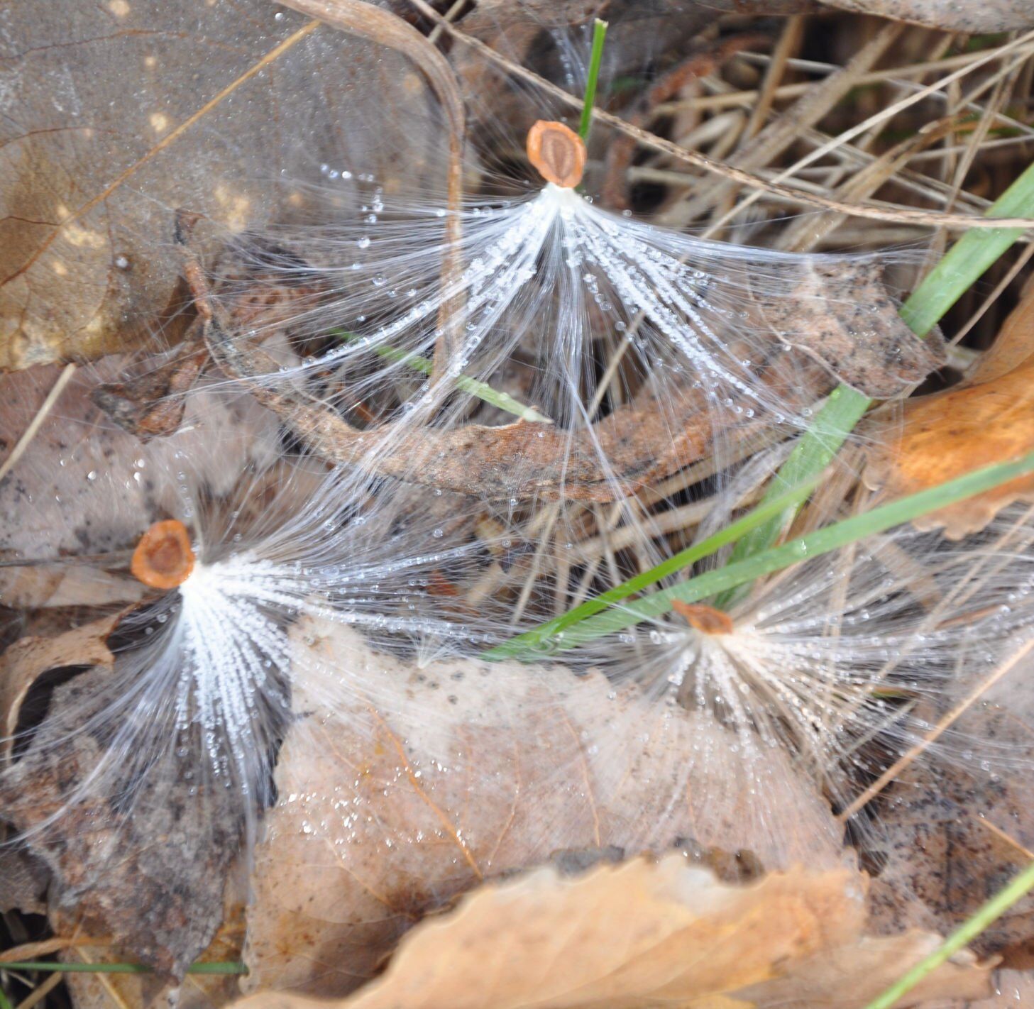 Milkweed seeds